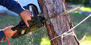 Professional Tree Care Services in Wakefield, VA