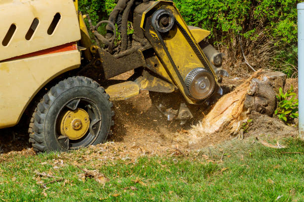 Best Hazardous Tree Removal  in Wakefield, VA