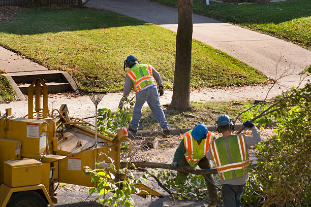 Best Leaf Removal  in Wakefield, VA