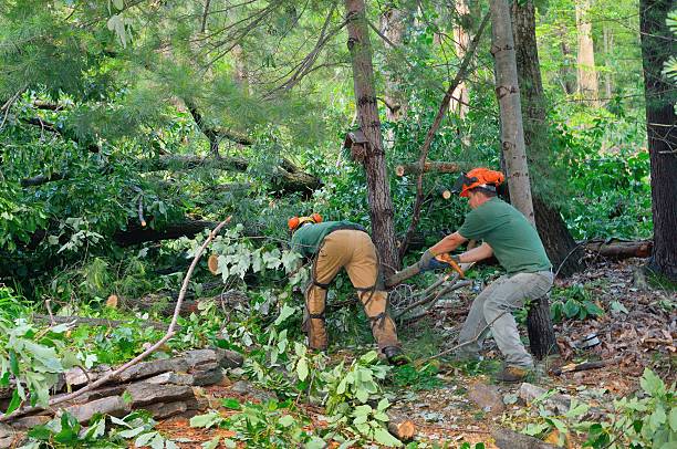 Best Lawn Renovation and Restoration  in Wakefield, VA