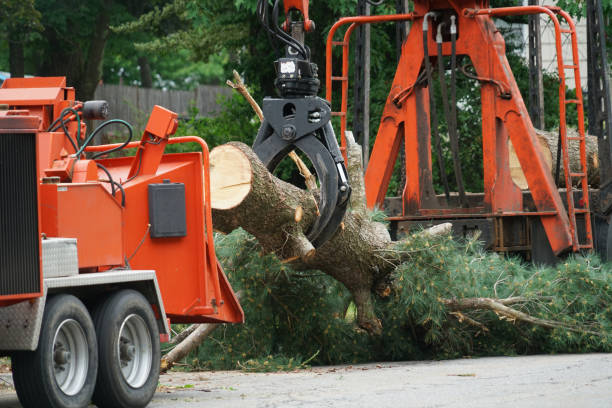 Best Tree Preservation Services  in Wakefield, VA