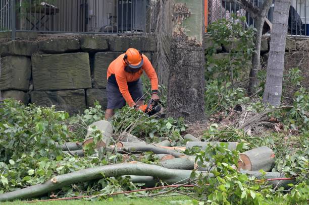 Best Root Management and Removal  in Wakefield, VA